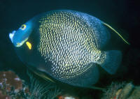 Pomacanthus%20paruAD%20FLA.jpg