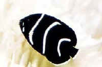 Pomacanthus_semicirculatus__juv__1cm__collected_in_Nichinan_.jpg