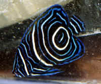Pomacanthus_semicirculatus__7cm__collected_in_northern_Miyazaki.jpg