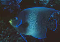 Pomacanthus_semicirculatusADFJ.jpg