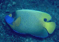 Euxiphipops_xanthometoponADMAL.jpg