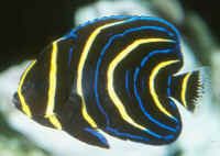 Pomacanthus_zonipectusAQJuv.jpg