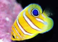 Pygoplites_diacanthus__2cm.jpg