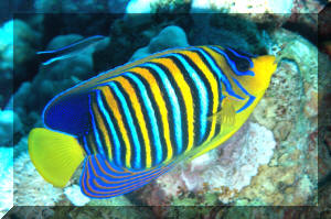 Pygoplites%20diacanthus%20RS%20(2).jpg