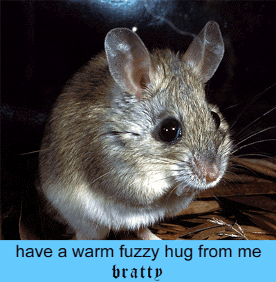 plains_rat-1.gif