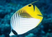 Chaetodon%20aurigaHI.jpg