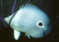 Chaetodon%20capistratusBAHNt.jpg