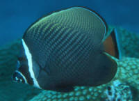 Chaetodon%20collareANDCrop.jpg