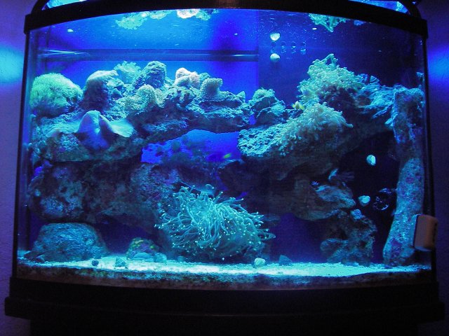 fish tank 034.jpg