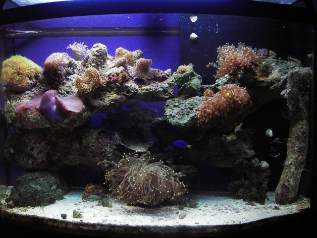 fish tank 035.jpg