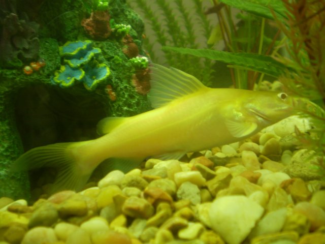 fishes 003.JPG