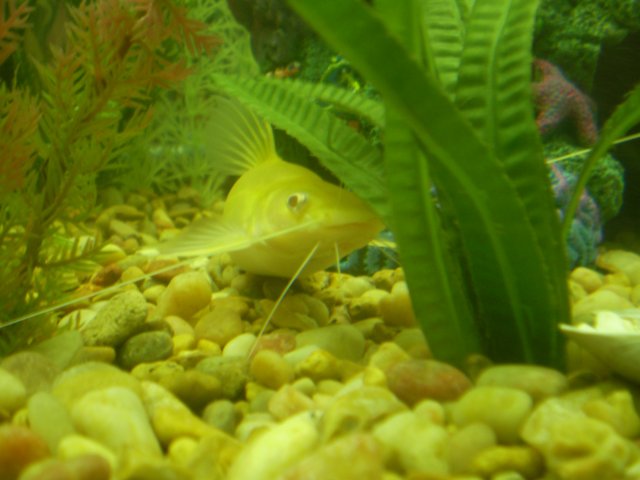fishes 004.JPG