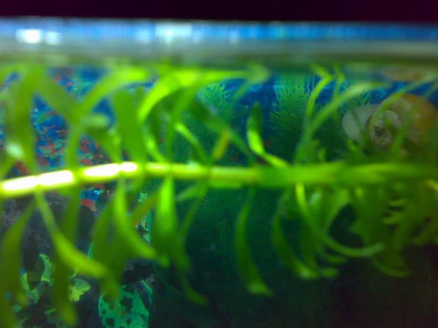 plant02.jpg plant02.jpg