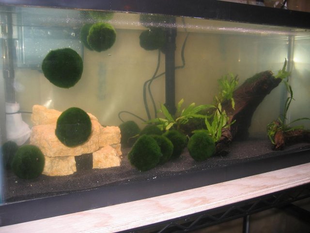 side tank.jpg