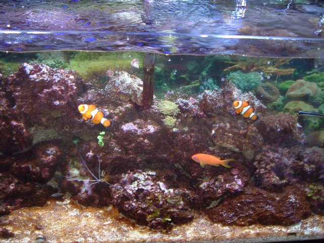 DSCF0005.jpg DSCF0005.jpg
