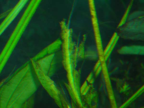 bad-plants2jpg.jpg