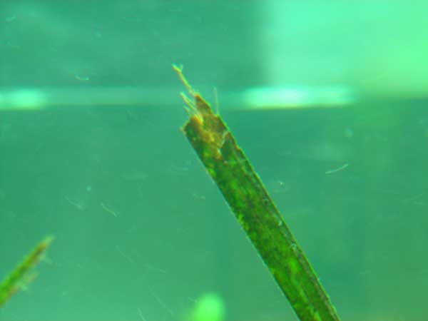 bad-plants3.jpg