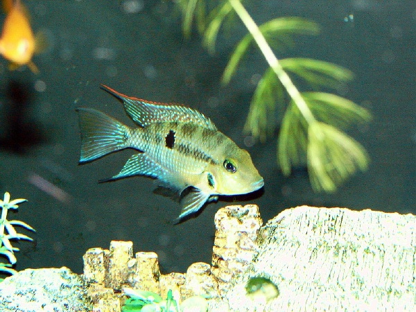 fishroom 006 (2).jpg