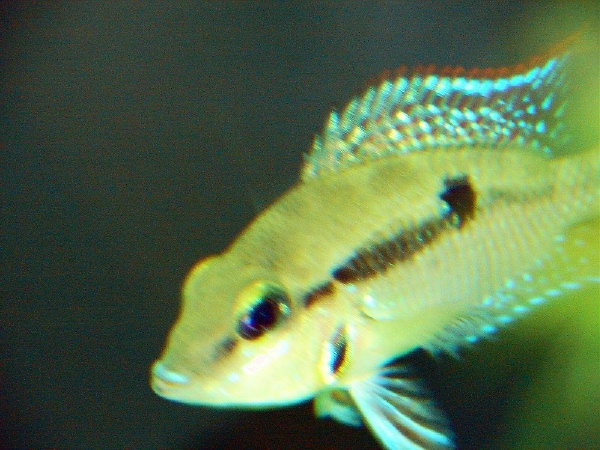 fishroom 007 (2).jpg