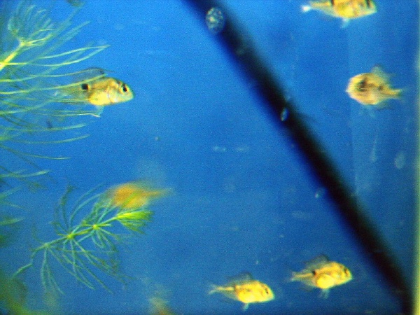 fishroom 013 (2).jpg