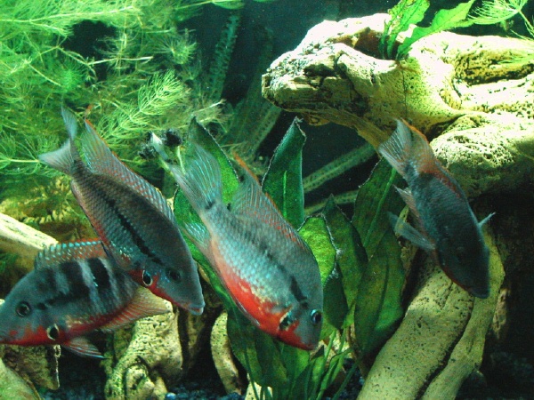 fishroom 017 (2).jpg
