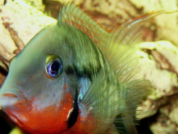 fishroom 018 (2).jpg