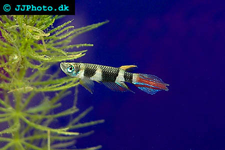 pseudepiplatys_annulatus_1.jpg