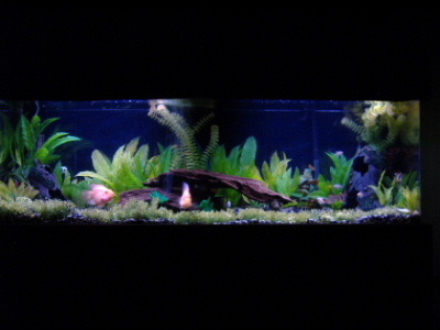 berts 100 gal .jpg..JPG