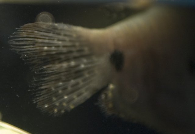 bigfinrot.jpg
