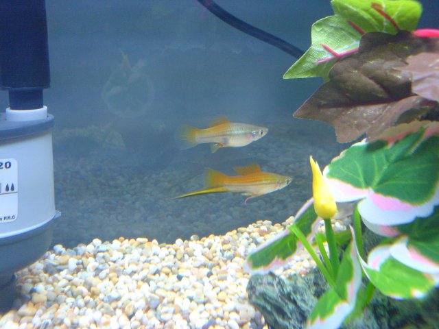 DSC00045.JPG