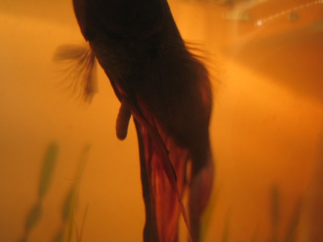IMG_2312.JPG