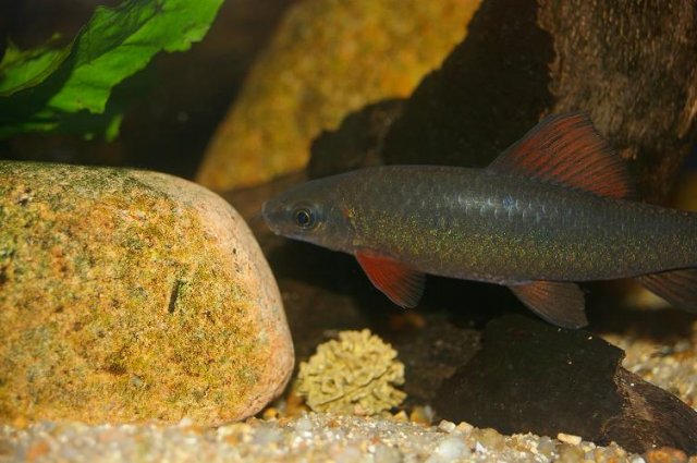 Rainbow Shark.JPG