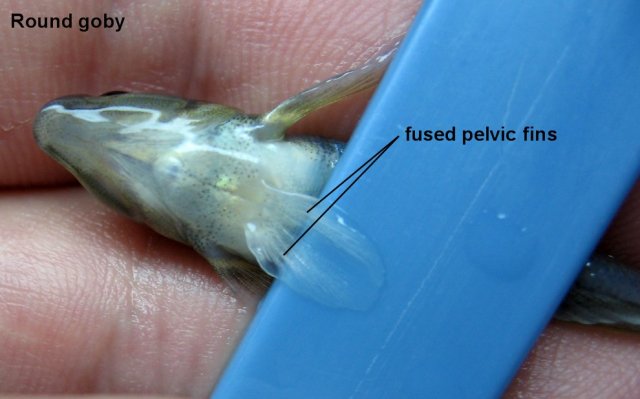 goby 027.jpg