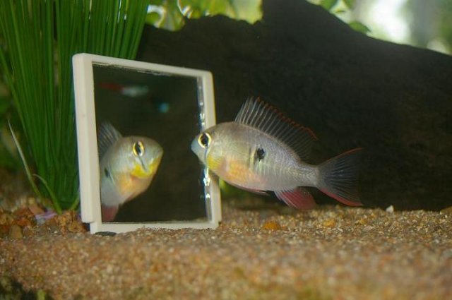 Male Bolivian Ram.jpg