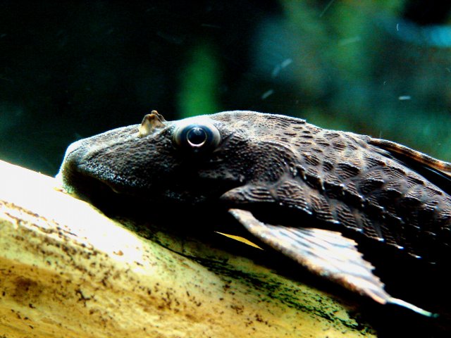 fishroom 001.jpg