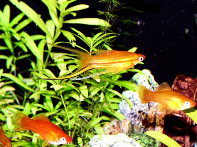 fishroom 010.jpg