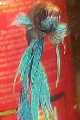 000_3250.JPG 000_3250.JPG