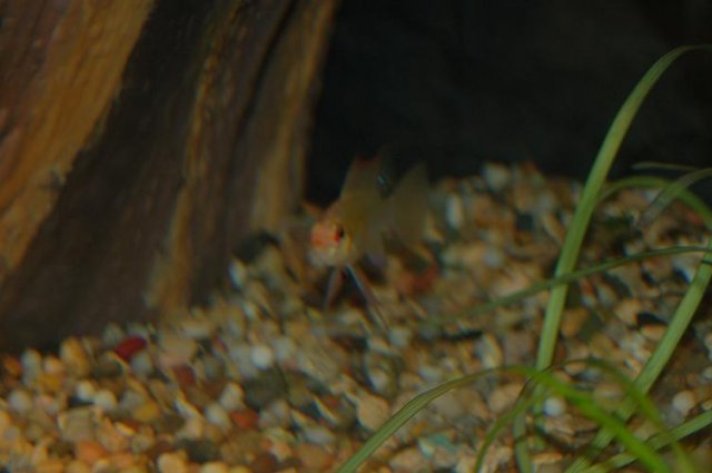 DSC_0011.JPG