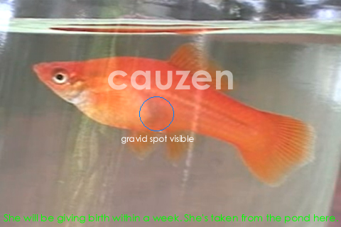 Taken from the Pond - 1.jpg