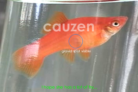 Taken from the Pond - 2.jpg