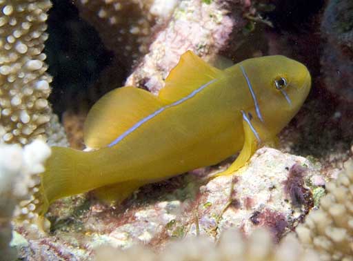 goby.jpg