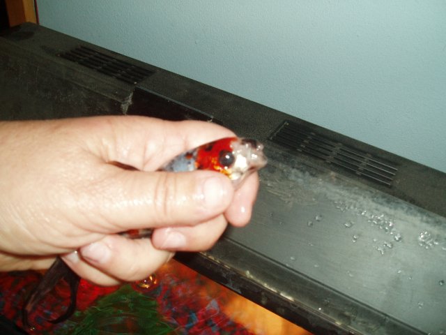 Spotty 2.jpg