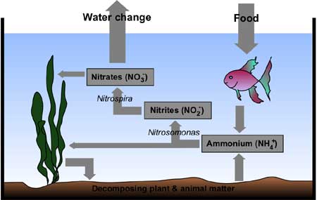 aquarium_nitrogen_cycle.jpg