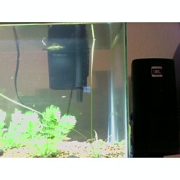 bulb growing really fast.jpg