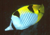 Chaetodon%20falculaAND.jpg