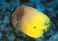 Chaetodon%20kleiniMAUI.jpg