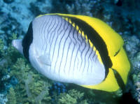 Chaetodon%20lineolatus%20RS.jpg