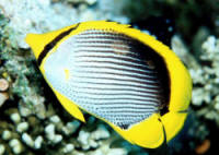 Chaetodon%20melannotusRS3.jpg