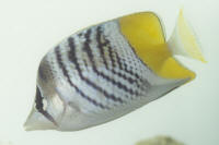 Chaetodon%20mertensii.jpg