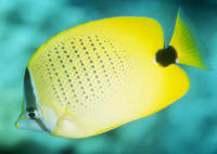Chaetodon%20miliarisHI2.jpg